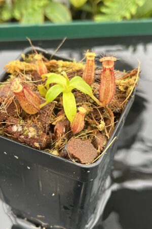 Close Up of Nepenthes hamata (katopasa) x edwardsiana| Clone 4 | Florae Collaborative | FC-266.04 | 20704