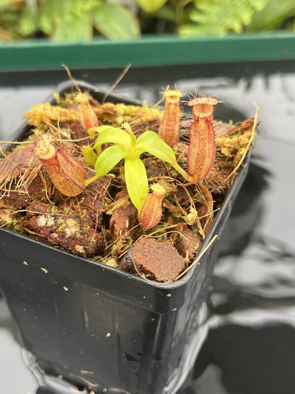 Close Up of Nepenthes hamata (katopasa) x edwardsiana| Clone 4 | Florae Collaborative | FC-266.04 | 20704