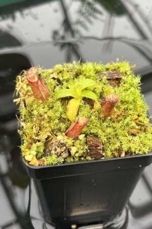 Close Up of Nepenthes hamata (katopasa) x edwardsiana| Clone 4 | Florae Collaborative | FC-266.04 | 20706