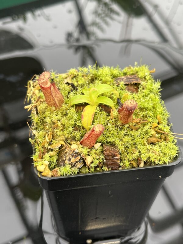Close Up of Nepenthes hamata (katopasa) x edwardsiana| Clone 4 | Florae Collaborative | FC-266.04 | 20706