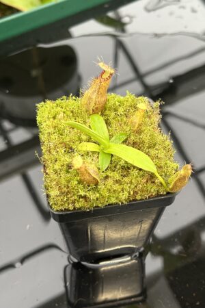 Close Up of Nepenthes hamata katopasa x hamata katopasa | JH | Clone 2 | Florae Collaborative | FC-337.02 | 20555