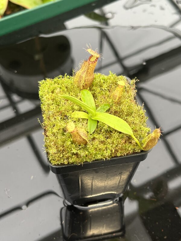 Close Up of Nepenthes hamata katopasa x hamata katopasa | JH | Clone 2 | Florae Collaborative | FC-337.02 | 20555