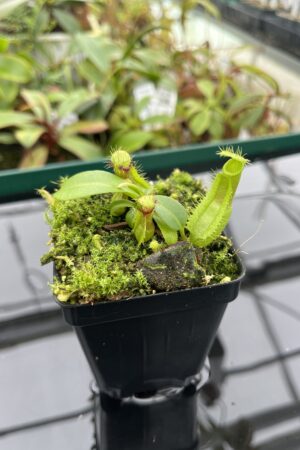 Close Up of Nepenthes hamata (katopasa) x truncata | Florae Collaborative | FC-14.14 | 20386