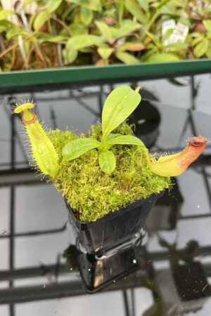 Close Up of Nepenthes hamata (katopasa) x truncata | Florae Collaborative | FC-14.14 | 20487
