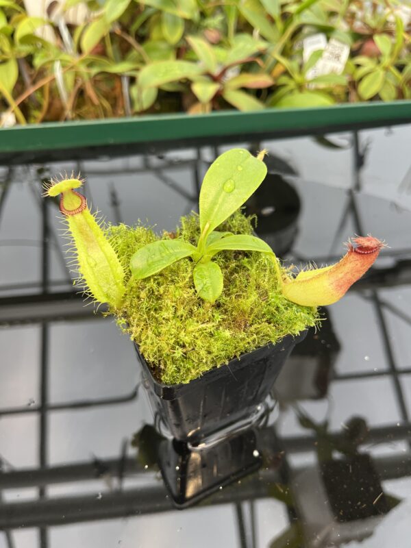 Close Up of Nepenthes hamata (katopasa) x truncata | Florae Collaborative | FC-14.14 | 20487