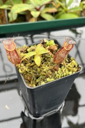 Close Up of Nepenthes hamata x gymnamphora | Borneo Exotics | BE-4553 | 20504