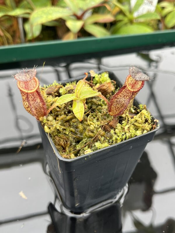 Close Up of Nepenthes hamata x gymnamphora | Borneo Exotics | BE-4553 | 20504
