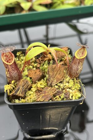 Close Up of Nepenthes hamata x gymnamphora | Borneo Exotics | BE-4553 | 20545