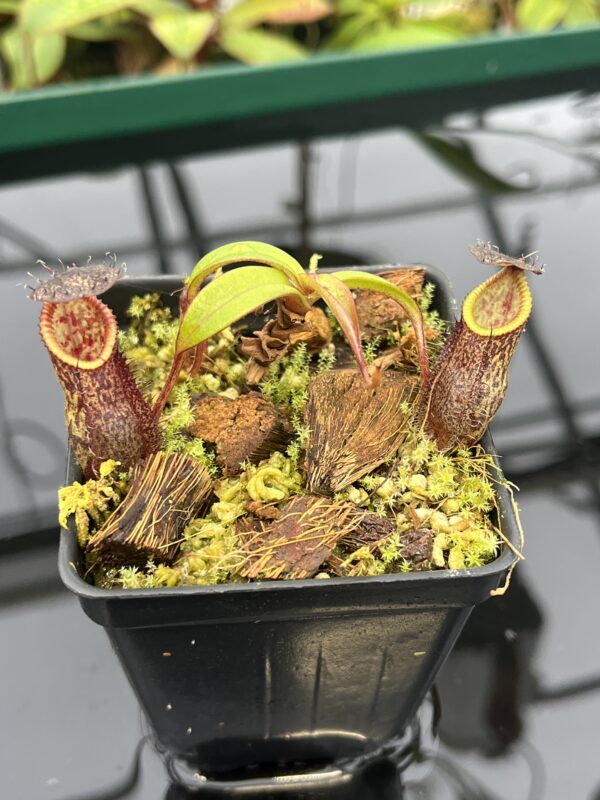 Close Up of Nepenthes hamata x gymnamphora | Borneo Exotics | BE-4553 | 20545