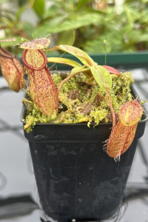 Close Up of Nepenthes hamata x gymnamphora | Borneo Exotics | BE-4553 | 20673