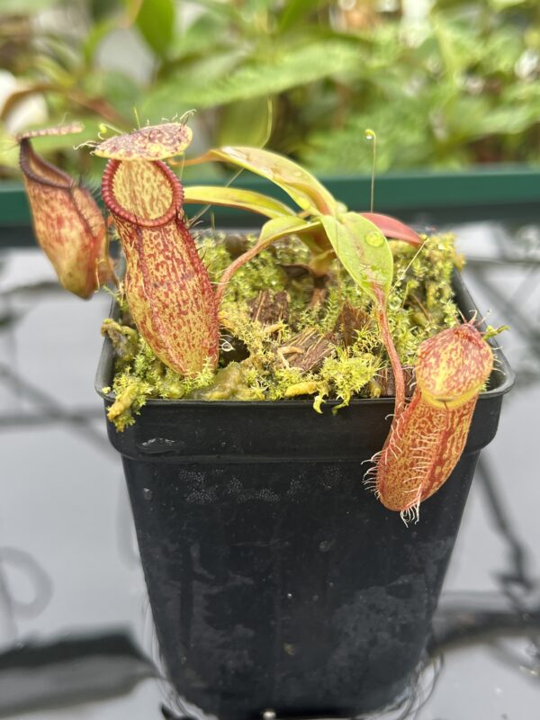 Close Up of Nepenthes hamata x gymnamphora | Borneo Exotics | BE-4553 | 20673