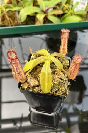 Close Up of Nepenthes hamata x klossii | Borneo Exotics | BE-4562 | 20482