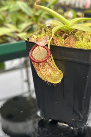 Close Up of Nepenthes hamata x tenuis | Borneo Exotics | BE-4514 | 20547