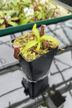 Close Up of Nepenthes izumiae | Borneo Exotics | BE-3925 | 20404