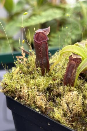 Close Up of Nepenthes izumiae | Borneo Exotics | BE-3925 | 20680