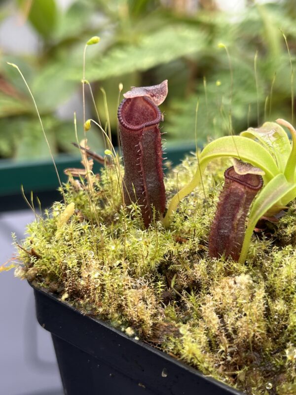 Close Up of Nepenthes izumiae | Borneo Exotics | BE-3925 | 20680