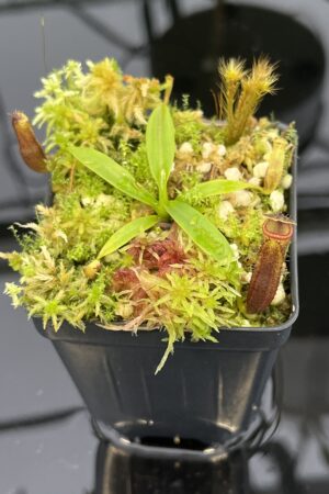 Close Up of Nepenthes izumiae x villosa | JH | Florae | Assorted Clones | Florae Collaborative | FC-377 | 20552