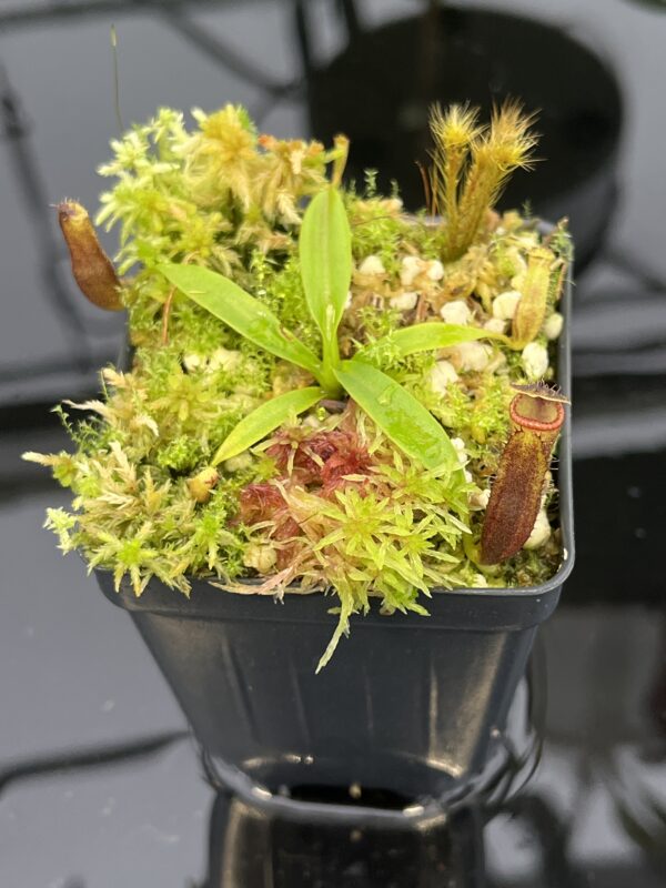 Close Up of Nepenthes izumiae x villosa | JH | Florae | Assorted Clones | Florae Collaborative | FC-377 | 20552