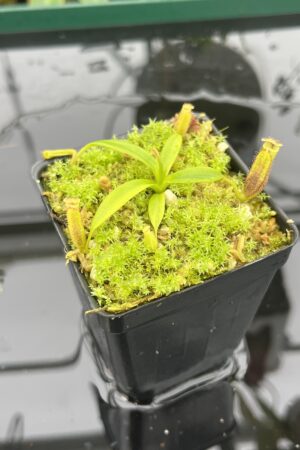 Close Up of Nepenthes izumiae x villosa | JH | Florae | Assorted Clones | Florae Collaborative | FC-377 | 20707