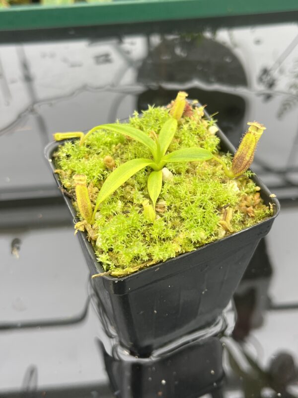 Close Up of Nepenthes izumiae x villosa | JH | Florae | Assorted Clones | Florae Collaborative | FC-377 | 20707