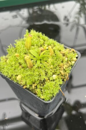 Close Up of Nepenthes izumiae x villosa | JH | Florae | Assorted Clones | Florae Collaborative | FC-377 | 20708