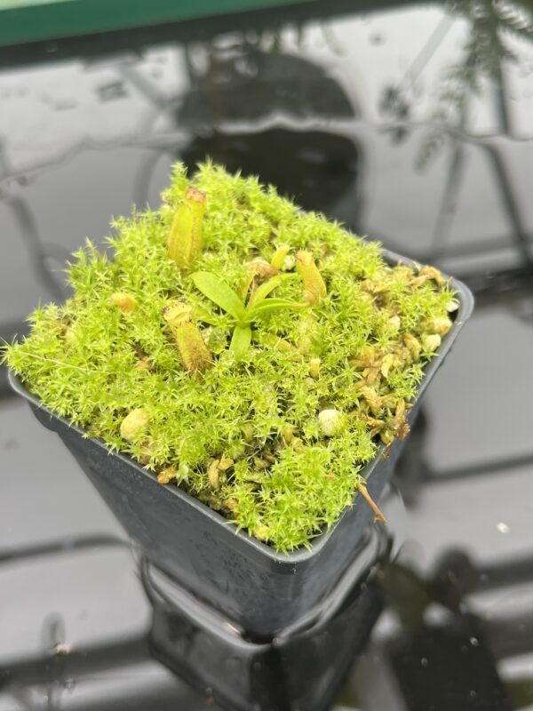 Close Up of Nepenthes izumiae x villosa | JH | Florae | Assorted Clones | Florae Collaborative | FC-377 | 20708