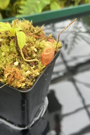 Close Up of Nepenthes jacquelineae | Borneo Exotics | BE-3874 | 20670
