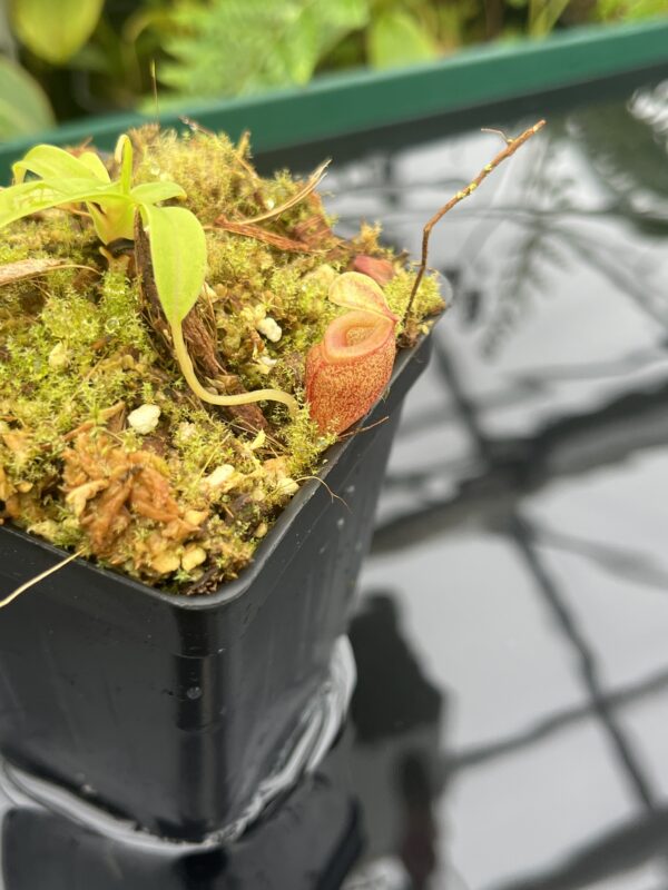 Close Up of Nepenthes jacquelineae | Borneo Exotics | BE-3874 | 20670
