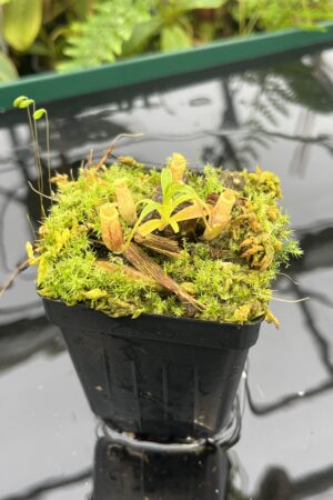 Close Up of Nepenthes jamban {seedgrown individuals, Barisan Mountains, North Sumatra} | Best Carnivorous Plants | BCP-2051 | 20692