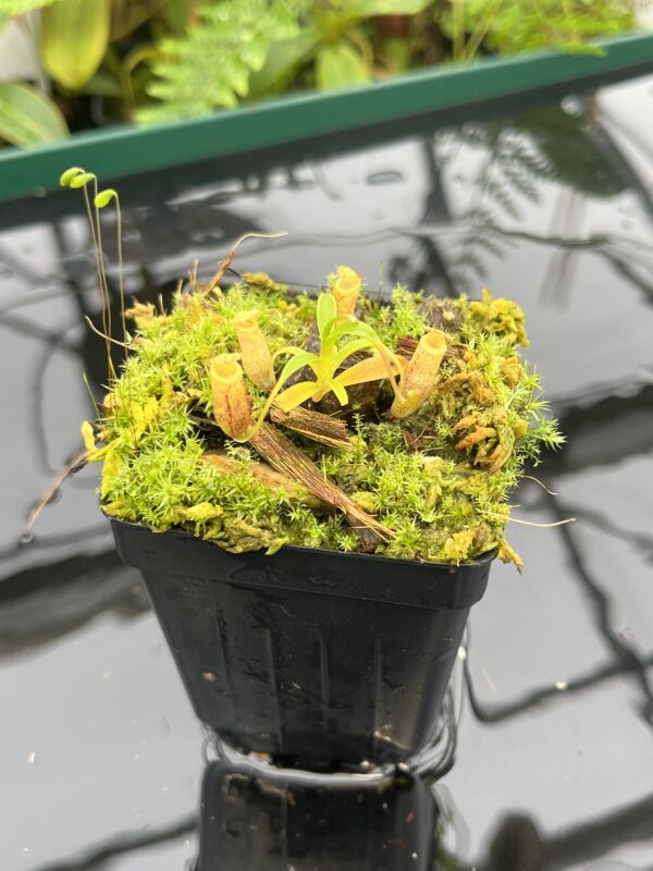 Close Up of Nepenthes jamban {seedgrown individuals, Barisan Mountains, North Sumatra} | Best Carnivorous Plants | BCP-2051 | 20692