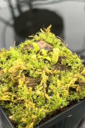 Close Up of Nepenthes jamban x harryana Kinabalu {seedgrown individuals, orginal Yasuhide Nakagawa cross} | Best Carnivorous Plants | BCP-00 | 20695