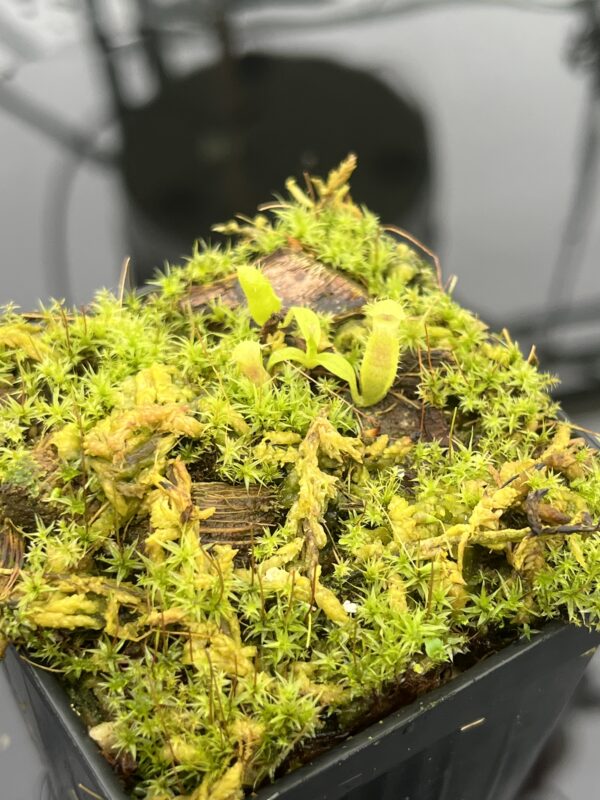 Close Up of Nepenthes jamban x harryana Kinabalu {seedgrown individuals, orginal Yasuhide Nakagawa cross} | Best Carnivorous Plants | BCP-00 | 20695