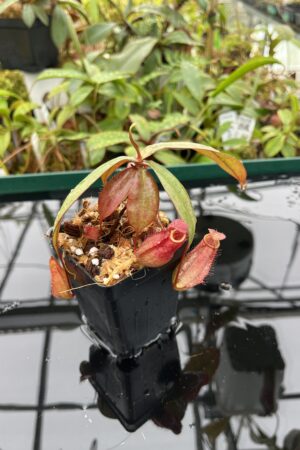 Close Up of Nepenthes kampotiana {seedgrown individuals, Botum Sakor, Cambodia} | Best Carnivorous Plants | BCP-2197 | 20498