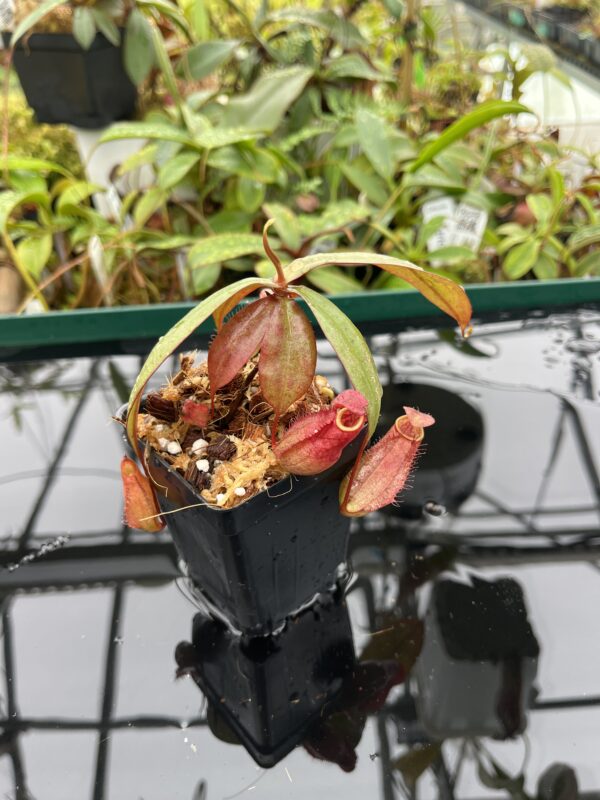 Close Up of Nepenthes kampotiana {seedgrown individuals, Botum Sakor, Cambodia} | Best Carnivorous Plants | BCP-2197 | 20498