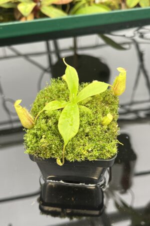 Close Up of Nepenthes leonardoi (hort. EP x AW) | Florae | Florae Collaborative | FC-319.01 | 20539