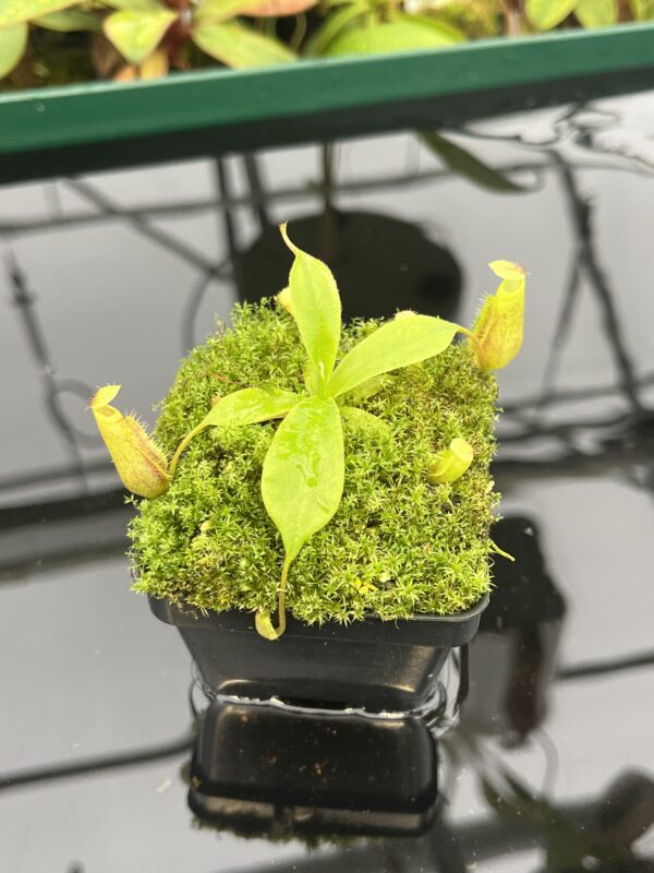 Close Up of Nepenthes leonardoi (hort. EP x AW) | Florae | Florae Collaborative | FC-319.01 | 20539