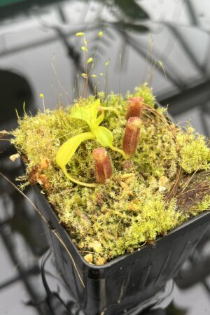 Close Up of Nepenthes lowii | Borneo Exotics | BE-3100 | 20674