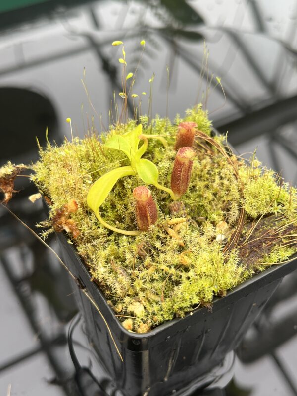 Close Up of Nepenthes lowii | Borneo Exotics | BE-3100 | 20674