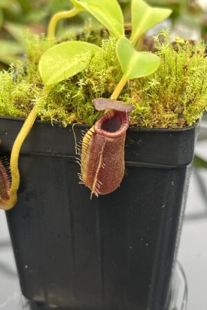 Close Up of Nepenthes lowii (Gunung Mentapok, Borneo) | Clone: 09 | Andreas Wistuba | AW-N_low_Ment.12 | 20554