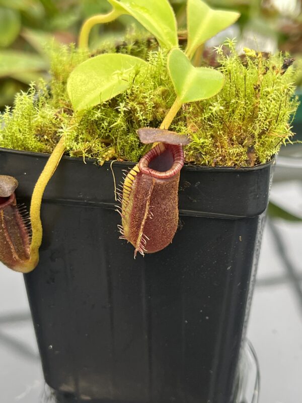 Close Up of Nepenthes lowii (Gunung Mentapok, Borneo) | Clone: 09 | Andreas Wistuba | AW-N_low_Ment.12 | 20554