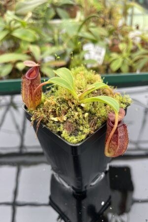 Close Up of Nepenthes (lowii x macrophylla) x aristolochioides | Borneo Exotics | BE-4511 | 20401