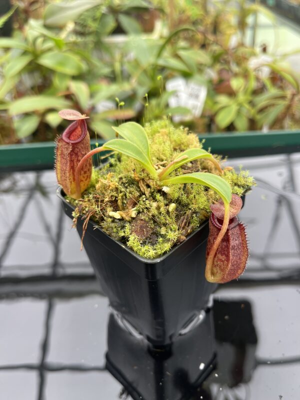 Close Up of Nepenthes (lowii x macrophylla) x aristolochioides | Borneo Exotics | BE-4511 | 20401