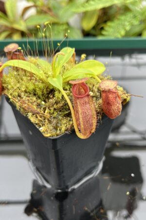 Close Up of Nepenthes (lowii x macrophylla) x aristolochioides | Borneo Exotics | BE-4511 | 20679