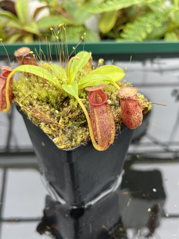 Close Up of Nepenthes (lowii x macrophylla) x aristolochioides | Borneo Exotics | BE-4511 | 20679