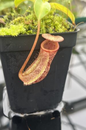 Close Up of Nepenthes (lowii x macrophylla) x burbidgeae | Borneo Exotics | BE-4054 | 20662