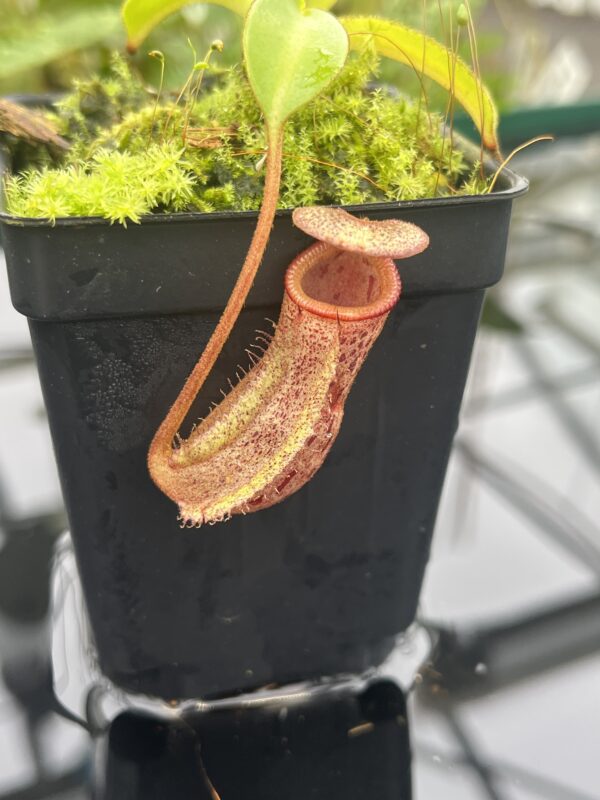 Close Up of Nepenthes (lowii x macrophylla) x burbidgeae | Borneo Exotics | BE-4054 | 20662