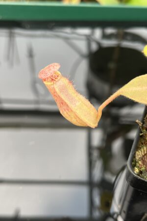 Close Up of Nepenthes {[(lowii x veitchii) x boschiana] x [(veitchii x maxima) x veitchii]} x platychila | Florae Collaborative | FC-95 | 20479