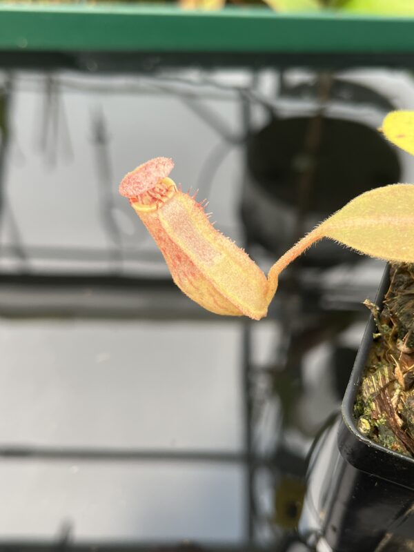 Close Up of Nepenthes {[(lowii x veitchii) x boschiana] x [(veitchii x maxima) x veitchii]} x platychila | Florae Collaborative | FC-95 | 20479
