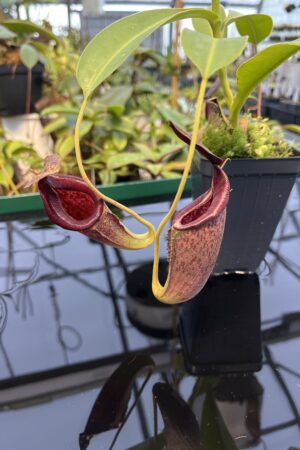 Close Up of Nepenthes (lowii x veitchii) x (maxima x aristolochioides) | Female | Exotica Plants | Florae Collaborative | 20425