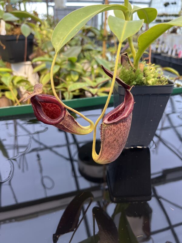 Close Up of Nepenthes (lowii x veitchii) x (maxima x aristolochioides) | Female | Exotica Plants | Florae Collaborative | 20425